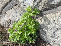 Artemisia vulgaris