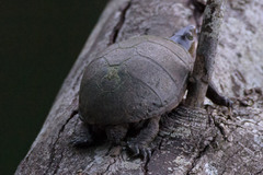 Kinosternon subrubrum subrubrum