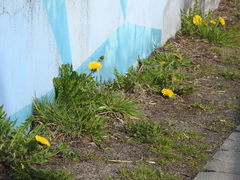 Taraxacum officinale