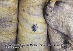 Eriopis punicola