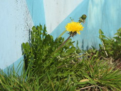 Taraxacum officinale
