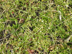 Cerastium semidecandrum