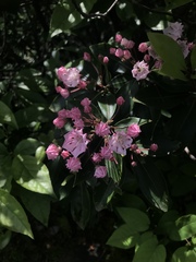Kalmia