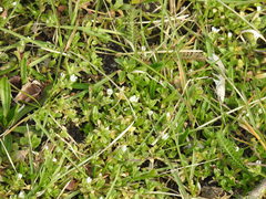 Cerastium semidecandrum