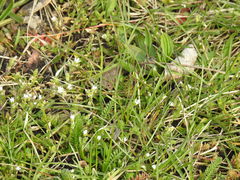 Cerastium semidecandrum