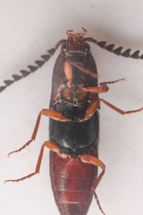 Megapenthes dolosus