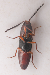 Megapenthes dolosus