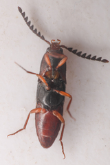 Megapenthes dolosus