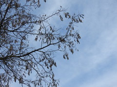 Robinia pseudoacacia