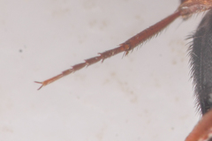 Megapenthes dolosus