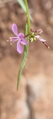 Cleome macrophylla