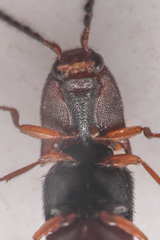 Megapenthes dolosus