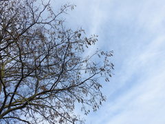 Robinia pseudoacacia