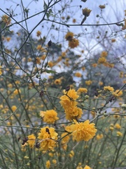 Kerria japonica
