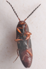 Megapenthes dolosus
