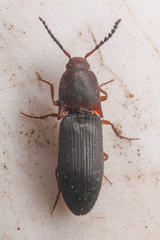 Megapenthes dolosus