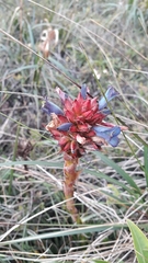 Puya eryngioides