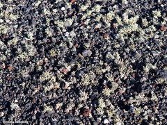 Ramalina canariensis