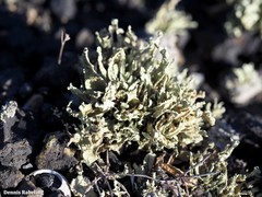 Ramalina canariensis