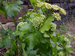 Smyrnium olusatrum