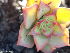 Aeonium lancerottense