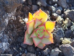 Aeonium lancerottense