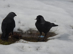Corvus monedula soemmerringii