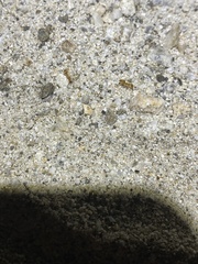 Myrmecocystus testaceus