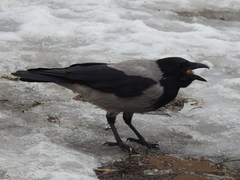 Corvus cornix cornix