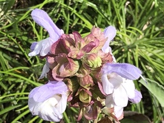 Salvia officinalis