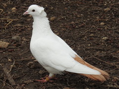 Columba livia domestica