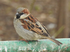 Passer domesticus domesticus