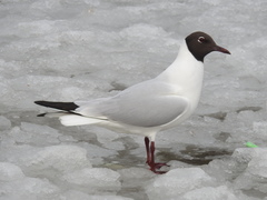 Chroicocephalus ridibundus