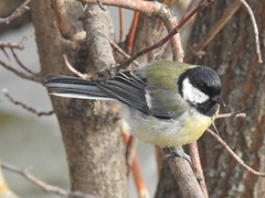 Parus major major