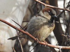 Passer domesticus domesticus