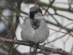 Passer domesticus domesticus