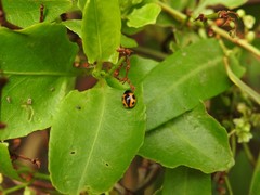 Brachiacantha loricata