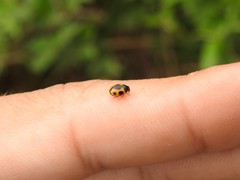 Brachiacantha loricata