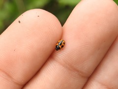 Brachiacantha loricata