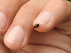 Brachiacantha loricata