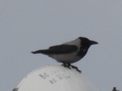 Corvus cornix cornix