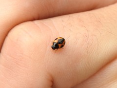 Brachiacantha loricata