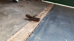 Xyleus discoideus