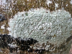 Pertusaria leioplaca