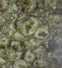 Pertusaria leioplaca