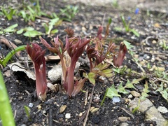 Lamprocapnos spectabilis