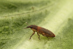 Lixus scabricollis