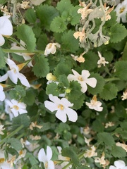 Chaenostoma cordatum