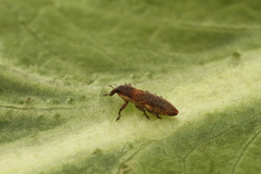 Lixus scabricollis