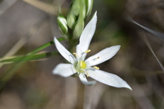 Ornithogalum pyramidale